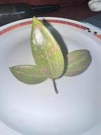 Hoya verticillata (formerly known as wibergiae), Ophalen of Verzenden, Halfschaduw, Minder dan 100 cm