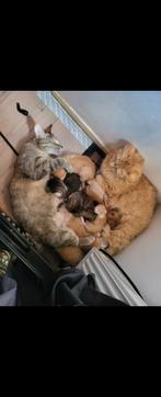 Rode kittens te koop
