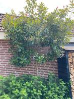 Glansmispel Red Robin lei bomen 2 stuks, Tuin en Terras, Planten | Bomen, Ophalen, Halfschaduw, Leiboom