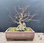 Acer palmatum op steen pre bonsai, Ophalen of Verzenden, Nieuw
