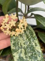 Hoya Rangsan, Ophalen of Verzenden, Halfschaduw, Minder dan 100 cm