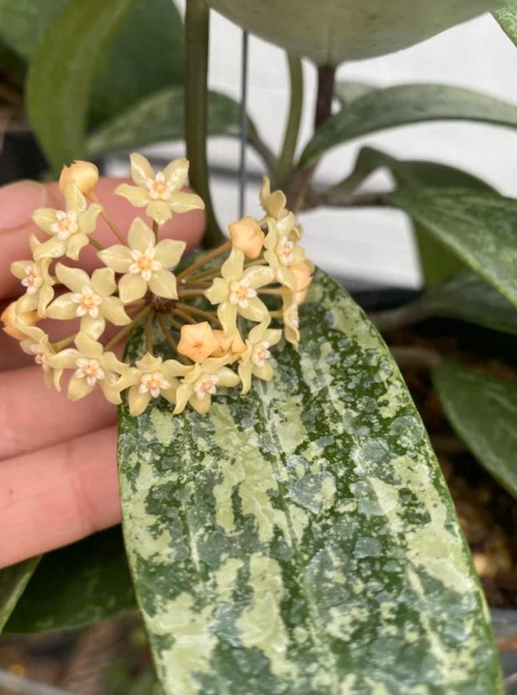 Hoya Rangsan, Huis en Inrichting, Kamerplanten, Minder dan 100 cm, Halfschaduw, Ophalen of Verzenden