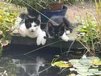 3 half Siberische katers zoeken een huis!, Dieren en Toebehoren, Katten en Kittens | Raskatten | Langhaar, Kater, Gechipt, 0 tot 2 jaar