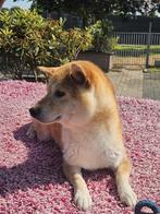 Te koop mooie Shiba Inu s, Nederland, CDV (hondenziekte), Meerdere, Fokker | Professioneel
