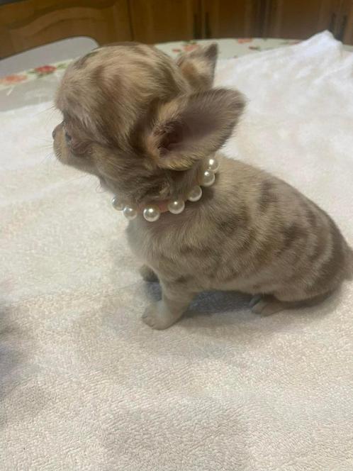 chihuahua pups choco merle t.cup & mini zeer mooie kleintjes, Dieren en Toebehoren, Honden | Chihuahua's en Gezelschapshonden