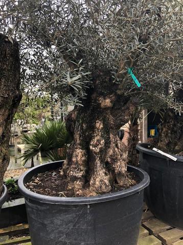 ️❗️Actie️❗️Tekoop olijfboom Olea europea. beschikbaar voor biedingen