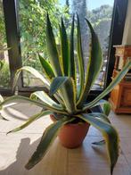 Agave americana Variegata, Tuin en Terras, Volle zon, Vaste plant, Zomer, Ophalen