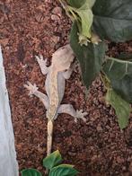 Gekko's (wimpergekko's en terrariums ivm inkrimpen hobby, Dieren en Toebehoren, Reptielen en Amfibieën | Toebehoren, Ophalen, Zo goed als nieuw