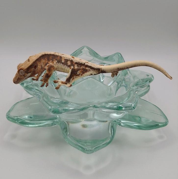 Mooie tri-color lilly white wimpergekko/crested gecko man