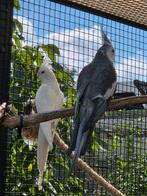 Koppel valkparkieten, Meerdere dieren, Parkiet