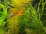 Rode Guppen, Dieren en Toebehoren, Vissen | Aquariumvissen, Overige typen, Zoetwatervis, Schoolvis