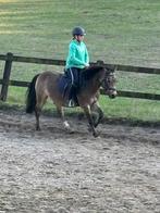 BIJRIJD OF VERZORG PAARD OF PONY GEZOCHT, Dieren en Toebehoren, Overige Dieren, Augustus, Vrouwelijk