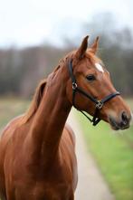6 jarige merrie, Dieren en Toebehoren, Paarden, Merrie, B, Gechipt, Dressuurpaard