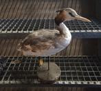 Opgezette fuut taxidermie