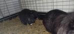 Lieve jonge ram te koop, Dieren en Toebehoren, Mannelijk, Dwerg, Hangoor, 0 tot 2 jaar