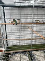 Goulsamadine plus kanarie ., Geslacht onbekend