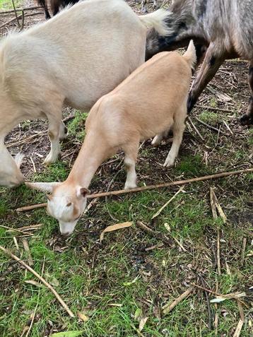 2 jonge dwerg geiten bokje en geitje  beschikbaar voor biedingen