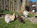 Broedeieren Zijdehoen Kriel EU 🐣, Geslacht onbekend, Kip