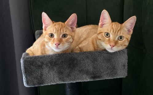 3 rode kittens samen, Dieren en Toebehoren, Katten en Kittens | Raskatten | Korthaar, Meerdere dieren, 0 tot 2 jaar, Met stamboom