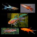 Nieuw binnen!!! diverse Killivissen!!!, Dieren en Toebehoren, Vissen | Aquariumvissen, Vis, Zoetwatervis