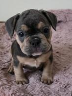 NL franse bulldog pups, Parvo, 8 tot 15 weken, Bulldog, Meerdere