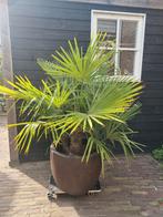Palm chamaerops humilis winterhard 150cm, Tuin en Terras, Planten | Tuinplanten, Volle zon, Vaste plant, Bloeit niet, Ophalen