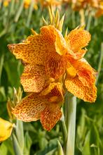 Groot assortiment Canna's, Ophalen of Verzenden, Voorjaar, Volle zon, Wortelstok
