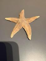 gedroogde zeester ,Asterias rubens, dier, zee, star, beest, Verzamelen, Mineralen en Fossielen, Verzenden