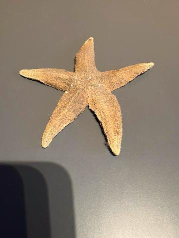 gedroogde zeester ,Asterias rubens, dier, zee, star, beest beschikbaar voor biedingen