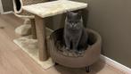 Lieve Britse korthaar (11 mnd) zoekt rustig en liefdevol thu, Dieren en Toebehoren, Katten en Kittens | Raskatten | Korthaar, Poes