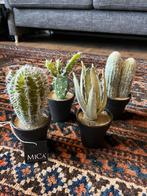 Mica Decorations Cactus Set (4 stuks), Nieuw, Binnen, Ophalen