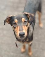 Ter adoptie: fantastische pup van 8 maanden, Dieren en Toebehoren, Honden | Niet-rashonden, Particulier, 15 weken tot 1 jaar, Buitenland
