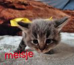 Te koop mooie en lieve main coon kittens, Dieren en Toebehoren, Katten en Kittens | Raskatten | Langhaar, Meerdere dieren, Ontwormd