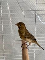 Mooie Zangkanarie Man - Spaanse Timbrado Kanarie - Raszuiver, Dieren en Toebehoren, Vogels | Kanaries, Mannelijk, Zangkanarie