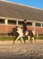 leaser gezocht, Dieren en Toebehoren, Ophalen of Verzenden, Nieuw