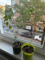 Gratis olijfwilg/ duindoorn jong boompje, Ophalen of Verzenden, Zomer, Overige soorten, Volle zon