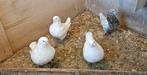 2 koppels king duiven, Meerdere dieren, Overige soorten