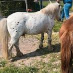Shetlander pony appaloosa, Merrie