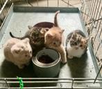 4 kittens te koop, Dieren en Toebehoren, Katten en Kittens | Overige Katten, Meerdere dieren