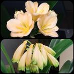 Clivia zaden, vers geoogst. Zie de diverse kruisingen., Bloeiende kamerplant, Ophalen of Verzenden, Volledige schaduw, Minder dan 100 cm