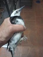 Gracupica nigricollis (Zwarthalsspreeuw), Vrouwelijk, Tropenvogel