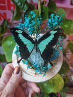 Opgezette blauwe vlinder in stolp op aventurijn edelsteen, Verzamelen, Dierenverzamelingen, Ophalen of Verzenden, Nieuw, Insect