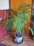 Areca palm kamerplant ca 70cm, Huis en Inrichting, Kamerplanten, Minder dan 100 cm, Palm, Halfschaduw, Ophalen