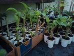 Bewortelde stekken van de Brugmansia geel te koop, Tuin en Terras, Planten | Tuinplanten, Ophalen, Overige soorten, Volle zon