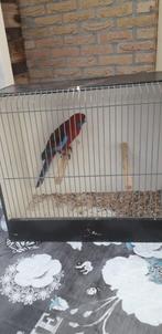 Penant pop, Dieren en Toebehoren, Vogels | Parkieten en Papegaaien, Vrouwelijk, Parkiet