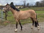 Super lieve BRP D-pony merrie, Merrie, Met stamboom, Springpony, L