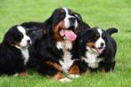 Berner Sennen pups te koop - Ouders met stamboom, CDV (hondenziekte), Meerdere, 8 tot 15 weken, Sennenhond