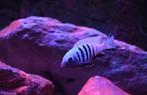 Pseudotropheus kingsizei ( pulpican ), Vis