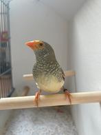 Binsenasrilde oranjekop, Dieren en Toebehoren, Vogels | Overige Vogels, Meerdere dieren