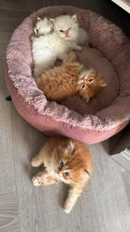 3 Brits Langhaar Kittens (oranje en wit), Dieren en Toebehoren, Meerdere dieren, Gechipt